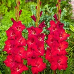 Gladiolus Red Swan Kırmızı Glayör Çiçeği Soğanı (2 adet)