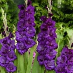 Gladiolus Purple Swan Glayör Çiçeği Soğanı (2 adet)