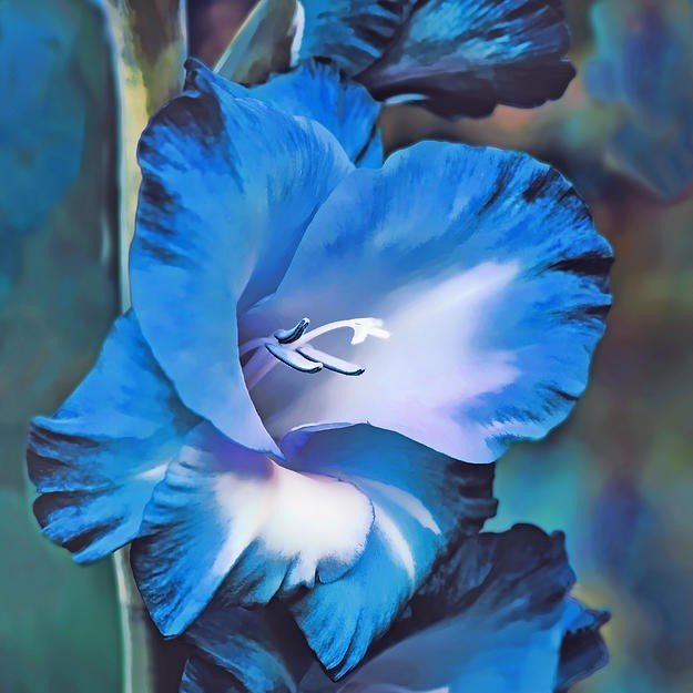Gladiolus Blue Swan Glayör Çiçeği Soğanı (2 adet)