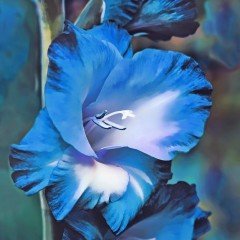 Gladiolus Blue Swan Glayör Çiçeği Soğanı (2 adet)