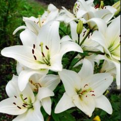 Lily Oriental White Kokulu Beyaz Çiçekli Zambak Soğanı  (1 Aadet )