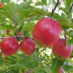 Tüplü Aşılı Geçci Hoş Kokulu Verimli Yarı Bodur Pink Lady Elma Fidanı