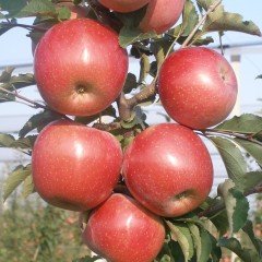 Tüplü Aşılı Sert Bol Sulu Verimli Yarı Bodur Fuji Elma Fidanı