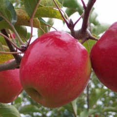 Tüplü Aşılı Sert Bol Sulu Verimli Yarı Bodur Fuji Elma Fidanı