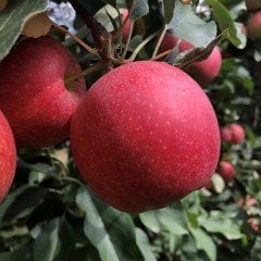 Tüplü Aşılı Çok Erkenci Verimli Yarı Bodur Vista Bella Elma Fidanı