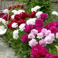 Peonies Festiva Maxima Mix Şakayık Çiçeği Yumrusu(3 Adet)
