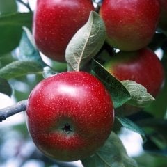 Tüplü Aşılı Erkenci Bol Verimli Yarı Bodur Early Red One Elma Fidanı
