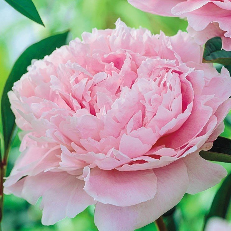 Peonies Festiva Maxima Pink Şakayık Çiçeği Yumrusu(1 Adet)