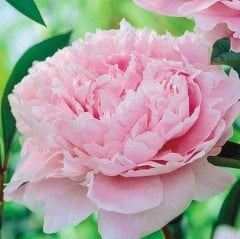Peonies Festiva Maxima Pink Şakayık Çiçeği Yumrusu(1 Adet)