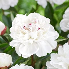 Peonies Festiva Maxima White Şakayık Çiçeği Yumrusu(1 Adet)