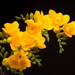 Double Yellow Katmerli Frezya Çiçeği Soğanı (5 adet)