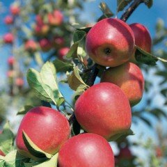 Tüplü Aşılı Nadir Çeşit Bol Verimli Yarı Bodur Kanzi Elma Fidanı