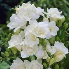 Double White Katmerli Frezya Çiçeği Soğanı (5 adet)