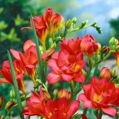 Double Red Katmerli Frezya Çiçeği Soğanı (5 adet)