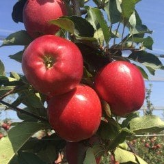 Tüplü Aşılı Özel Ürün Bol Verimli Yarı Bodur Red Jonaprince Elma Fidanı
