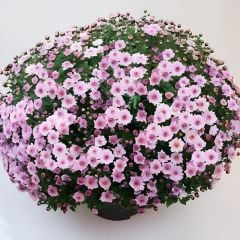 Özel Tür Bransmart Pink Kasımpatı Krizantem Çiçeği Fidesi (1 Adet) )