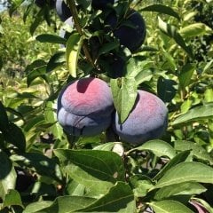 Tüplü İri Bol Verimli Yarı Bodur Black Amber Siyah Japon Erik Fidanı