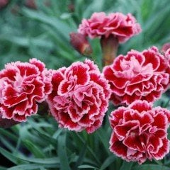 Violet Pink Kokulu Katmerli Karanfil Çiçeği Fidesi (3 adet)