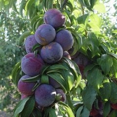 Tüplü Leziz Bol Verimli Yarı Bodur Friar Siyah Japon Erik Fidanı