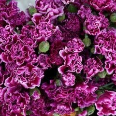 Purple Kokulu Katmerli Karanfil Çiçeği Fidesi (3 adet)