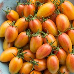 Blush Cherry Domates Tohumu (15 Tohum)
