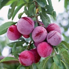 Tüplü Leziz Bol Verimli Yarı Bodur Santa Rosa Japon Erik Fidanı