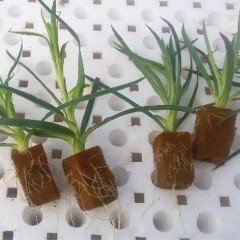 Purple Star Kokulu Katmerli Karanfil Fidesi (3 adet)