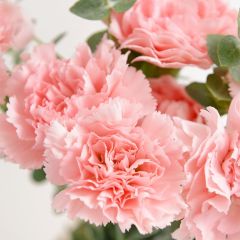 Pembe Kokulu Katmerli Karanfil Çiçeği Fidesi (3 adet)