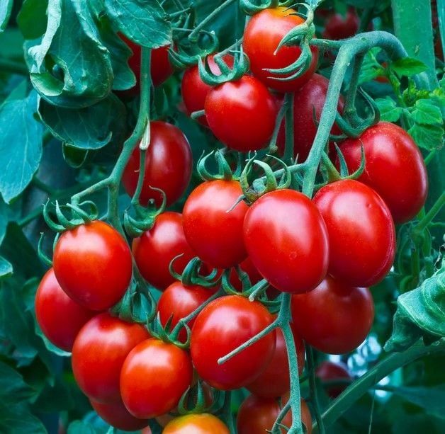 Heirloom Red Cherry Domates Tohumu (15 Tohum)