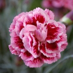 Pembe ve Mor Kokulu Katmerli Karanfil Fidesi (3 adet)