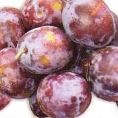 Tüplü Bol Verimli Yarı Bodur Prizantin Japon Erik Fidanı