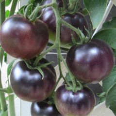 Black Cherry Siyah Domates Tohumu (15 Tohum)