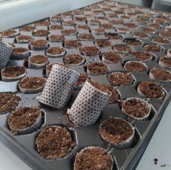 Hızlı Çimlenme Sağlayıcı Viyol (104 Gözlü Paper Pot'lu) 1 adet