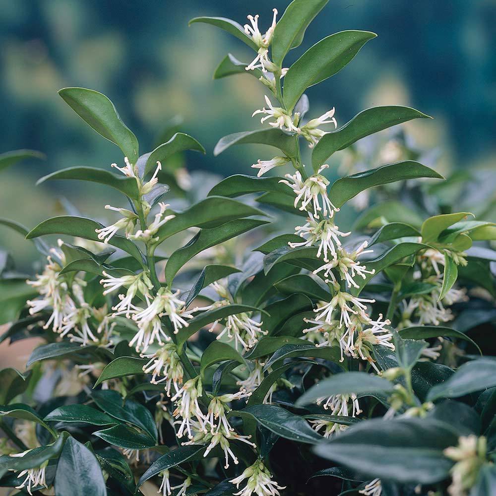 Kışın Çiçek Açan Nadir Parfüm Kutusu Sarcococca Fidesi (3 adet)