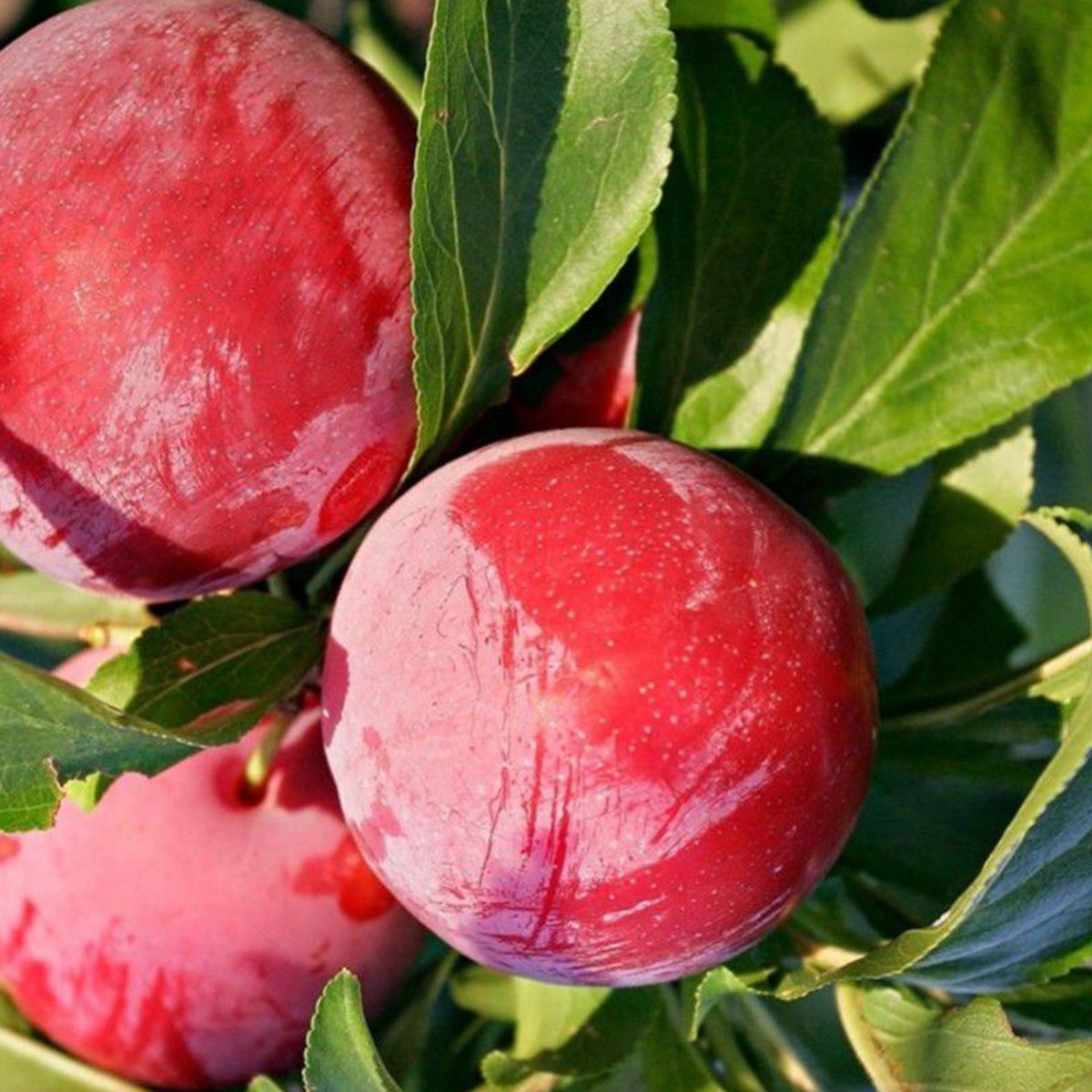 Tüplü İri Meyveli Geçci Yarı Bodur Autumn Giant Japon Eriği Fidanı