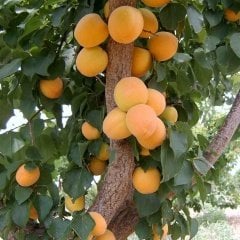 Tüplü Erkenci Bol Verimli Yarı Bodur Ninfa Kayısı Fidanı