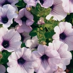 Potunia Piccola Serisi Blue Eyes Petunya Fidesi(3 adet)