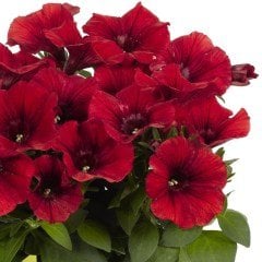 Potunia Serisi Dark Red Petunya Fidesi(2 adet)