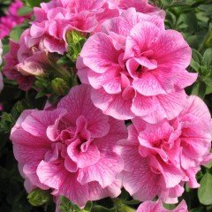 Origami Pink Dev Çiçeli Petunya Çiçeği Fidesi (2 adet)