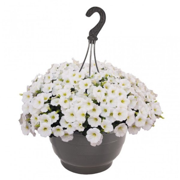 Sweetunia White Petunya Fidesi (3 adet)