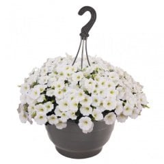 Sweetunia White Petunya Fidesi (3 adet)