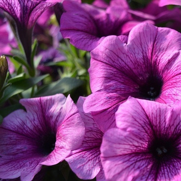 Sweetunia Purple Gem Petunya Fidesi (3 adet)