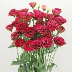 Katmerli Advantage Red Lisianthus Çiçeği Fidesi (3 Adet)