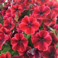Sweetunia Fioma Flash Petunya Fidesi (3 adet)