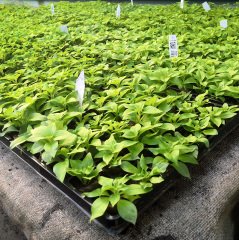 Sweetunia Black Stain Siyah Petunya Fidesi (3 adet)