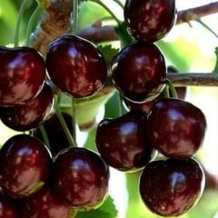 Tüplü İri Meyveli Bol Verimli Yarı Bodur Kordia (Cordia) Kiraz Fidanı