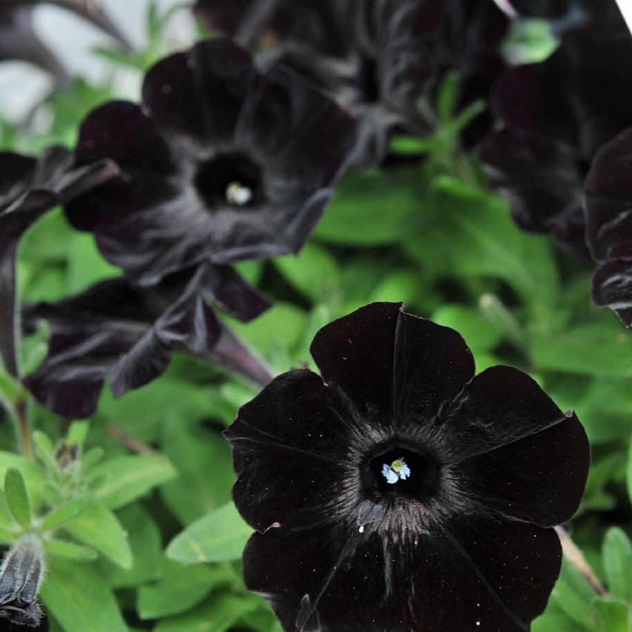 Sweetunia Black Stain Siyah Petunya Fidesi (3 adet)