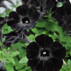 Sweetunia Black Stain Siyah Petunya Fidesi (3 adet)