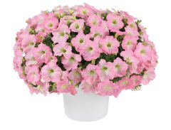 Sweetunia Baby Pink Pembe Petunya Fidesi (3 adet)