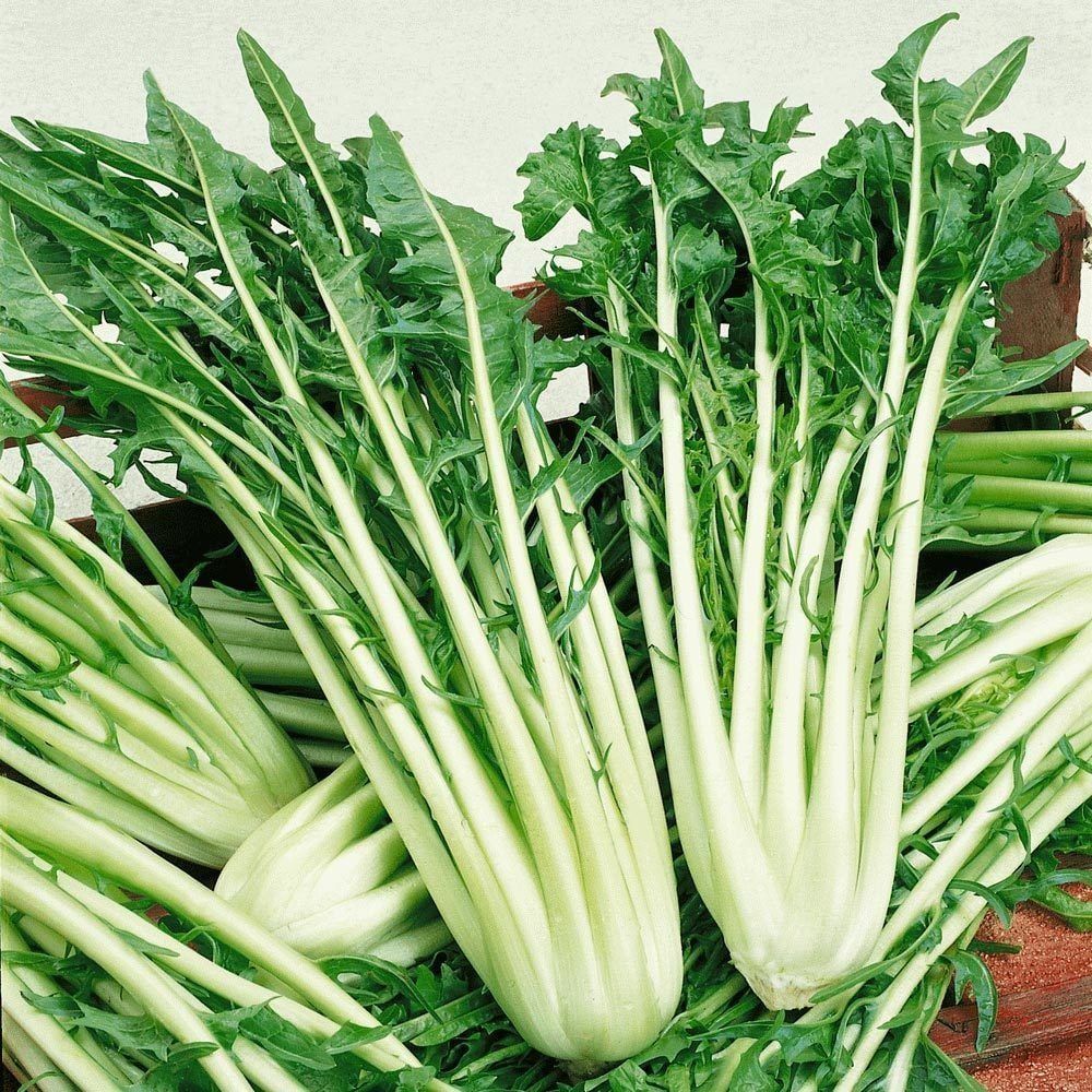 İtalyan Mutfağına Özgü Doğal Catalogna Emerald Endive Tohumu (50 Tohum)